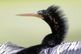 Anhinga