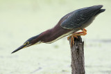 Green Heron