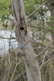 Tree Swallow carrying fecal sac