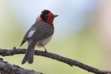 Red-faced Warbler