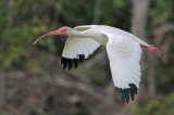 White Ibis