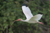 White Ibis