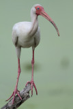 White Ibis