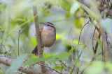 Carolina Wren