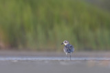 Black-bellied Plover