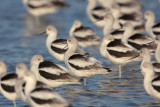 American Avocet