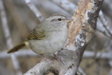 Olive Sparrow