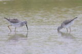 Stilt Sandpiper