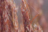 Bushy Bluestem