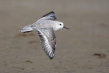 Sanderling