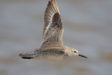 Red knot