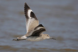 Willet