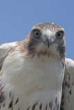 Red-tailed Hawk