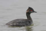 Eared Grebe