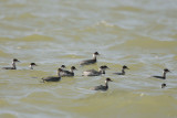 Eared Grebe