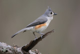 Tufted Titmouse