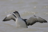 Common Loon