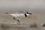 Wilsons Plover