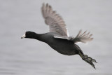 American Coot