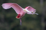 Roseate Spoonbill