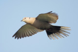 Eurasian Collared-Dove