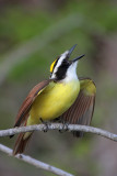 Great Kiskadee