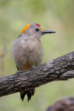 Golden-fronted Woodpecker