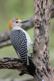 Golden-fronted Woodpecker