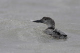 Common Loon