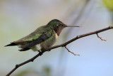 Ruby-throated Hummingbird