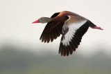 Black-bellied Whistling-Duck