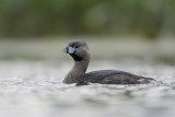 Pied-billed Grebe