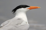 Royal Tern