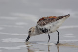 Dunlin