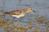 Least Sandpiper