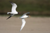 Royal Tern being chased by a Laughing Gull
