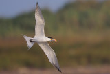 Royal Tern