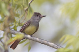 Great Crested Flycatcher