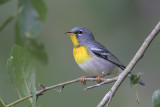 Northern Parula