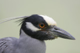 Yellow-crowned Night-Heron