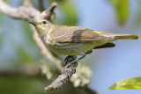 Cape May Warbler