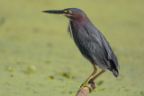 Green Heron