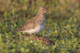 Pectoral Sandpiper