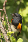 American Redstart