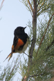 American Redstart