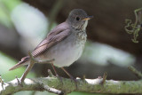 Gray-cheeked Thrush