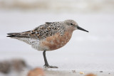 Red Knot