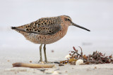 Short-billed Dowitcher