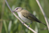 Red-eyed Vireo