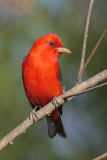 Scarlet Tanager